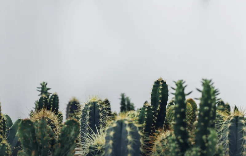 Person caring for potted plants